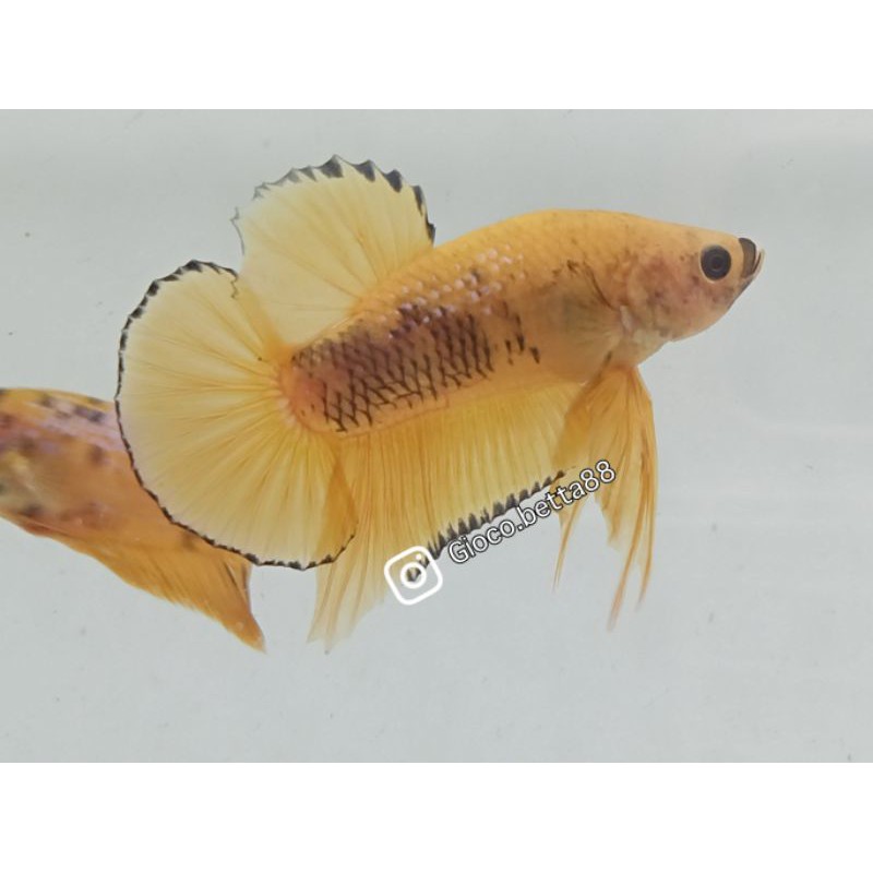 Cupang Yellow koi (black rim)