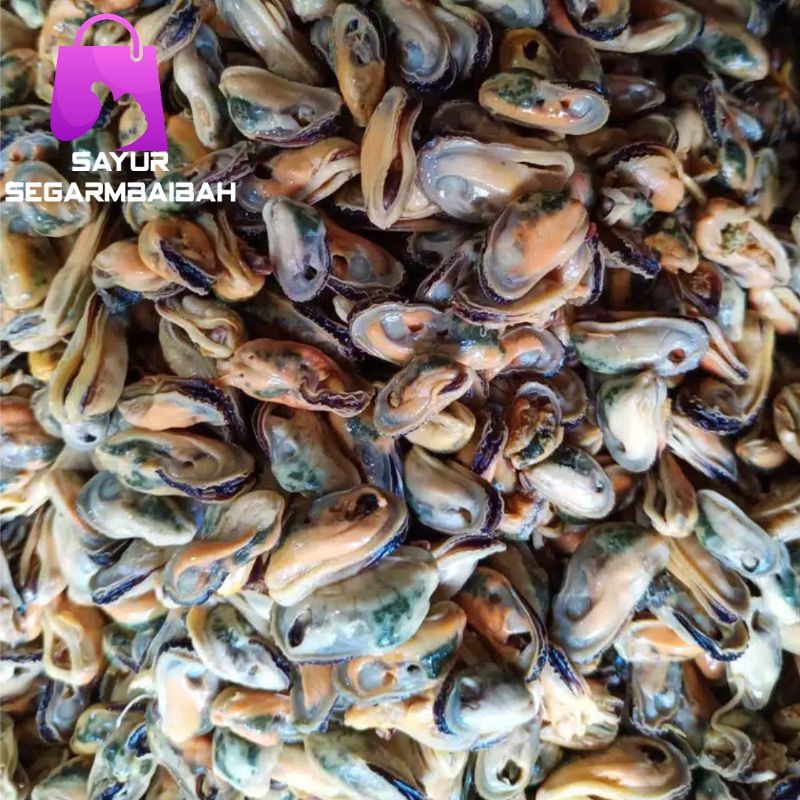 Harga kerang sekilo 2021