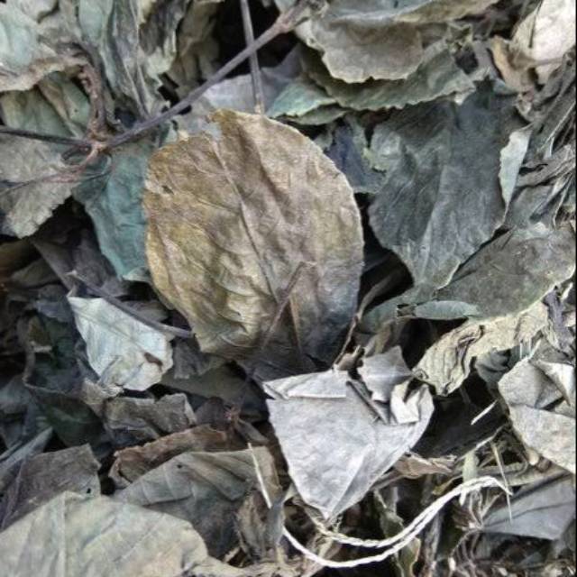 

Daun kering kejibeling / keji beling / pecah beling ngukilo kemasan 100gr