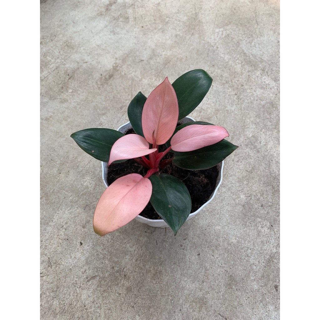 Bibit Philodendron Pink Congo