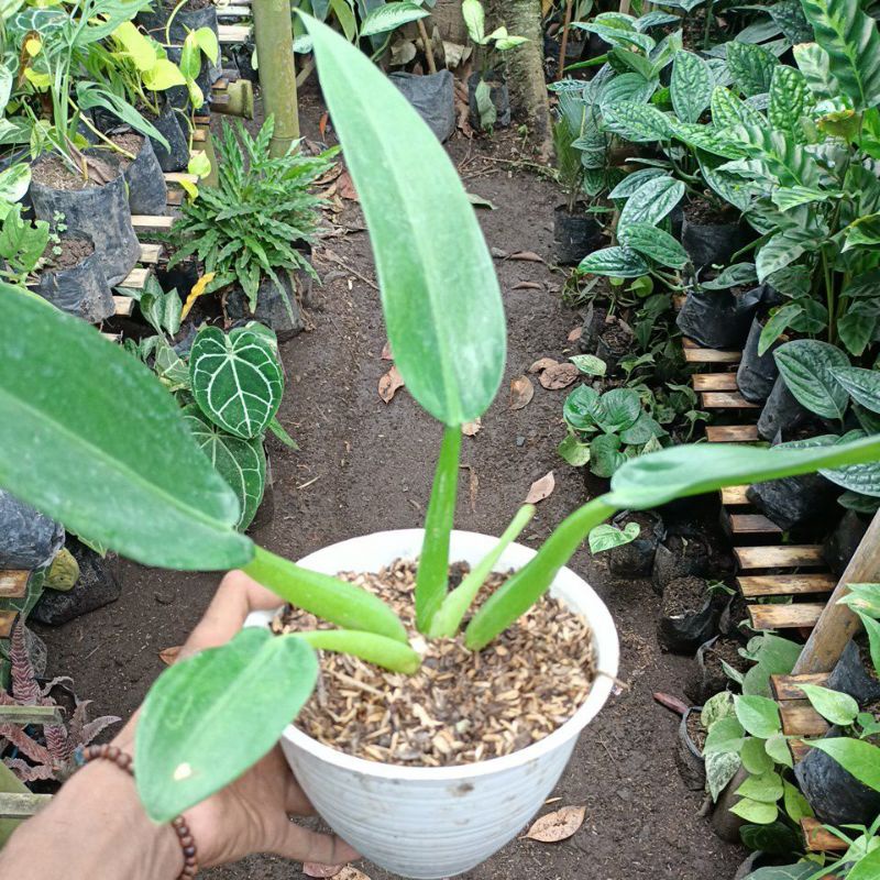 Philodendron katak