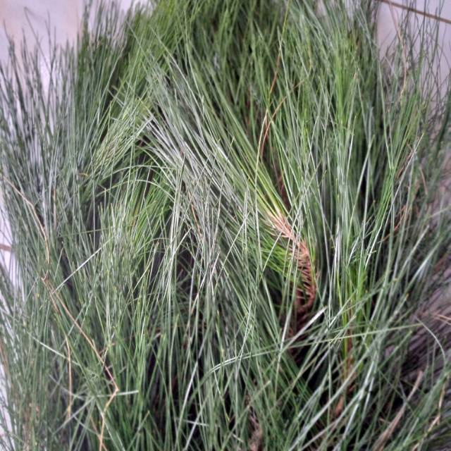 

Daun pinus segar 500gr