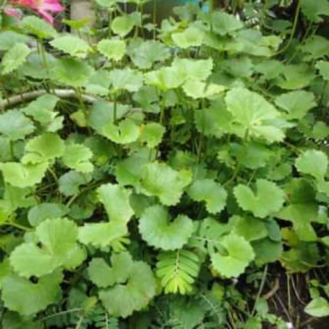 

Daun Panegowang Segar Organik