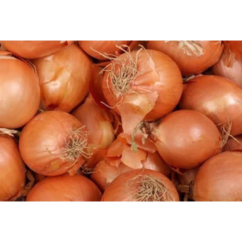 

bawang bombay isi 3 ukuran sedang