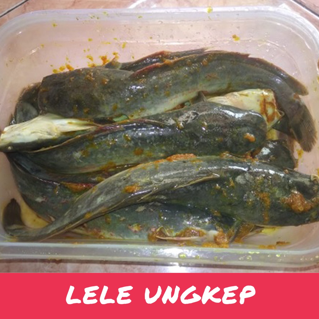 

IKAN LELE UNGKEP FRESH BUMBU KUNING LELE UNGKEP SIAP GORENG 500 GRAM 1/2 KG