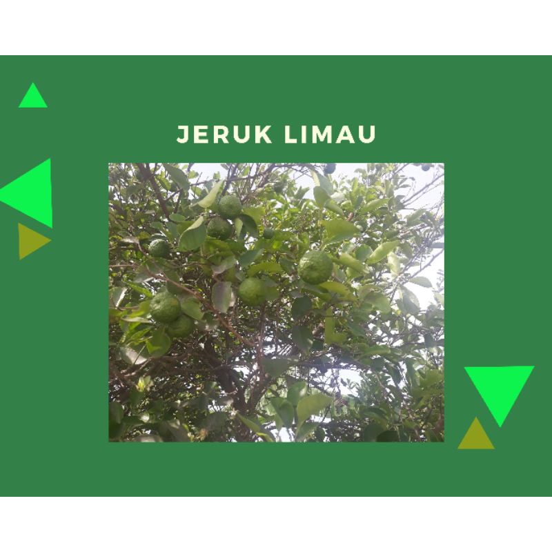 

Jeruk limau/ limo