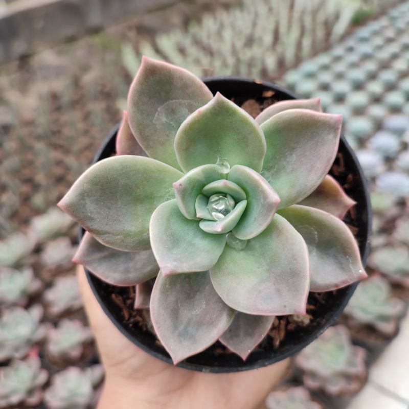 Graptoveria Albert Baynes | DP 10Cm | Sukulen