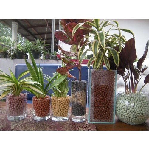 Hidroton Hydroton Hidroponik Media Tanam 1 Kg