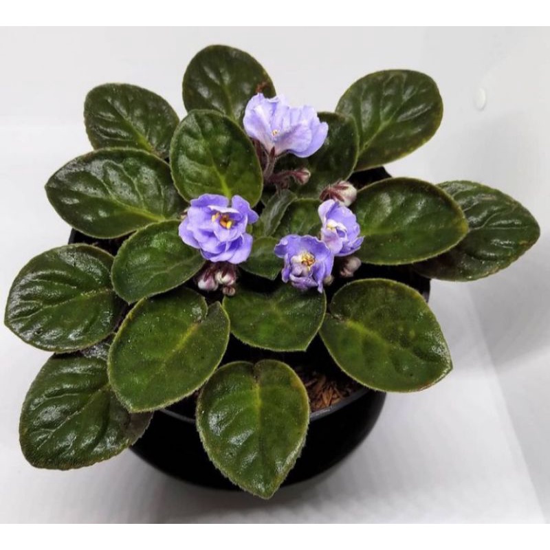 Tanaman Hias Bunga Violces/Begonia Violces Ungu