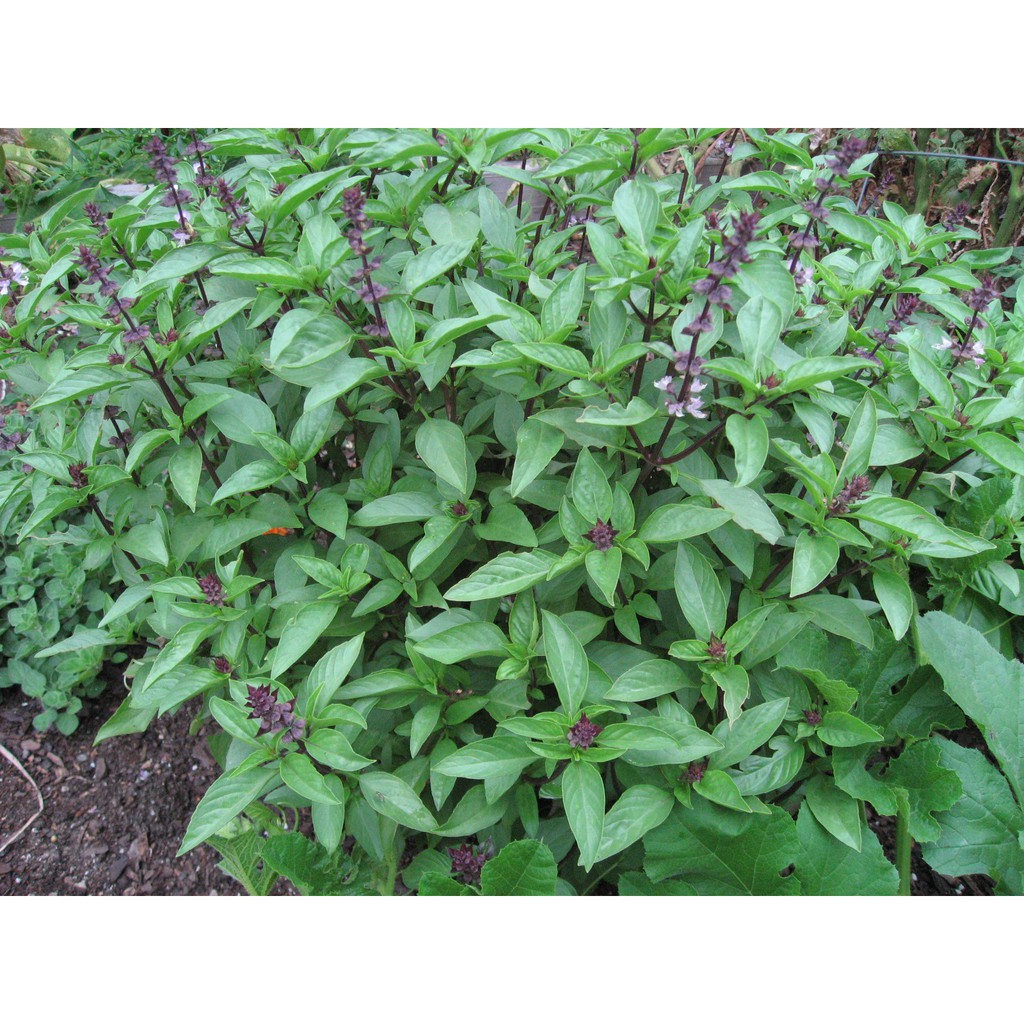 Benih-Bibit Thai Basil (Haira Seed)