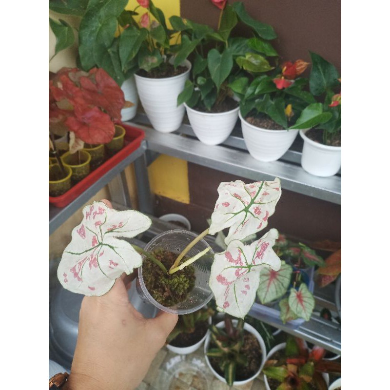caladium white guava