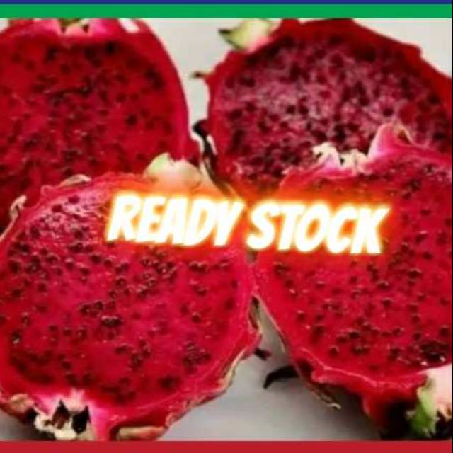 

Buah naga per 1kg