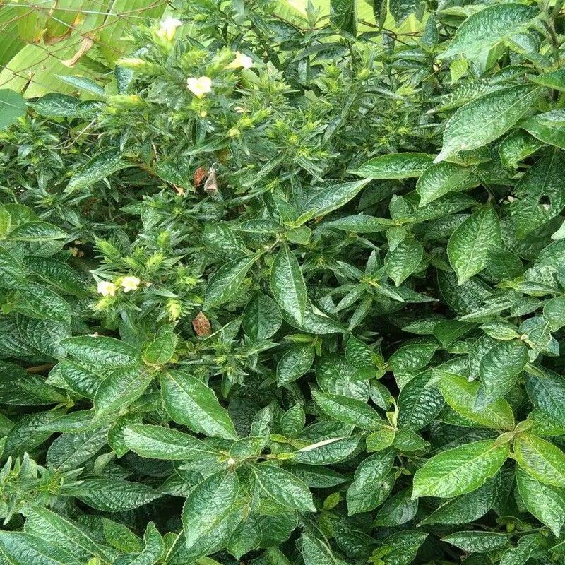 

DAUN keci beling pecah beling segar harga perhelai