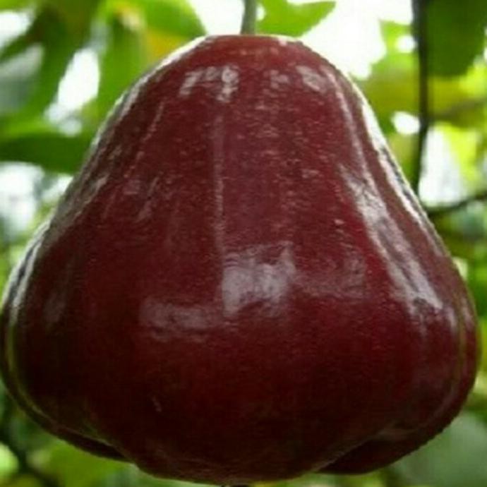 bibit tanaman buah jambu air kingrose kqd