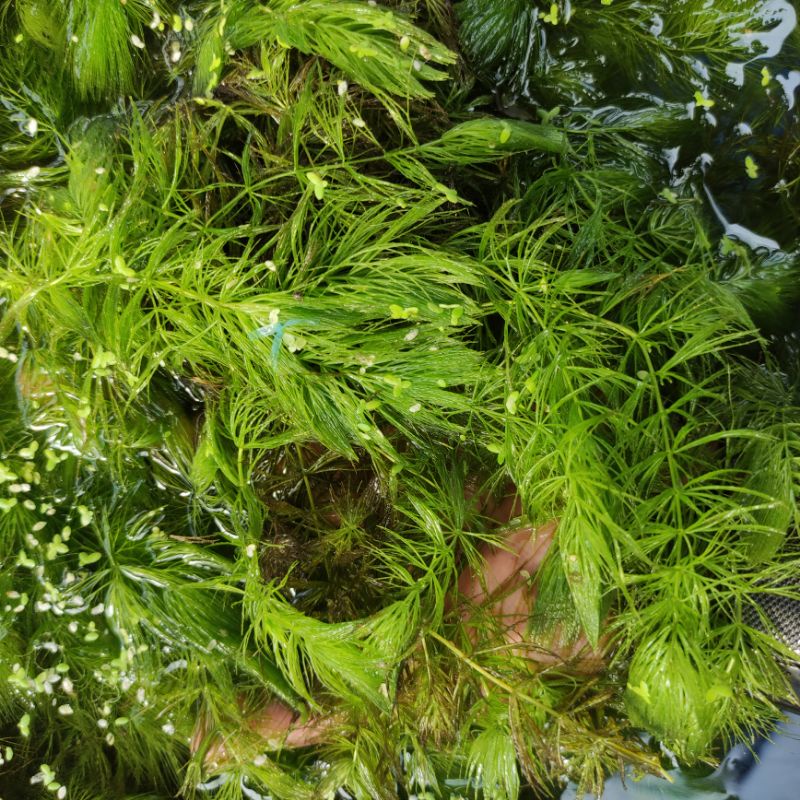 ganggang hijau air tawar