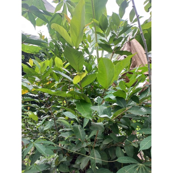 

Daun Salam Termurah dan Terlaris