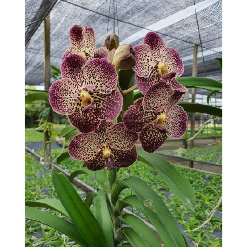 PROMO!!! MACAM TANAMAN HIAS ANGGREK VANDA MURAH