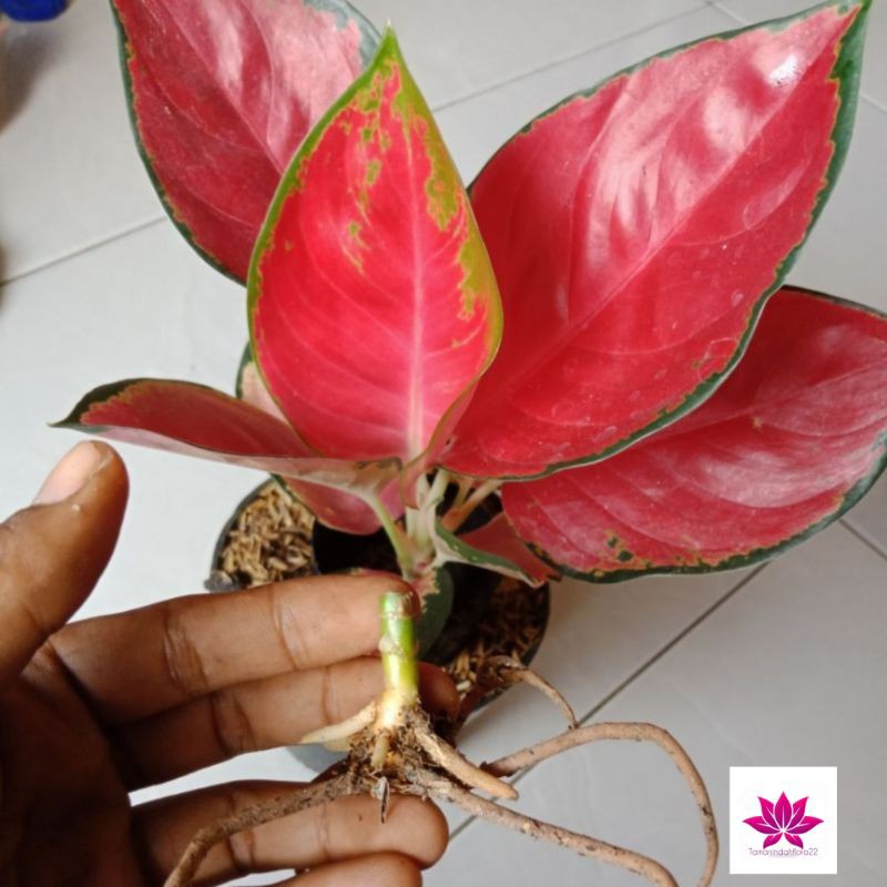 promo  bonggol aglonema suksom jaipong - aglonema suksom jaipong