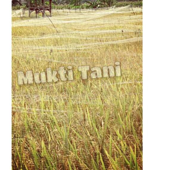 Toko Ready Jaring Burung Emprit Jaring Pelindung Padi Jaring