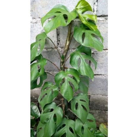 Monstera Pertusa