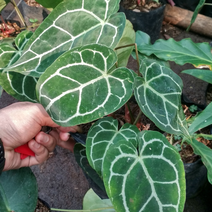 

tanaman hias kuping gajah - Pohon anthorium kuping gajah