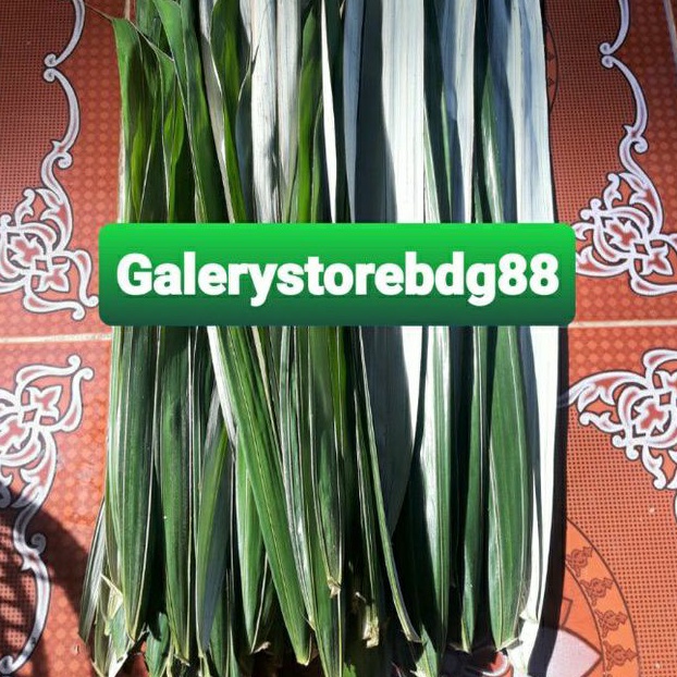 

Daun salak segar 1 kg / daun buah salak-az