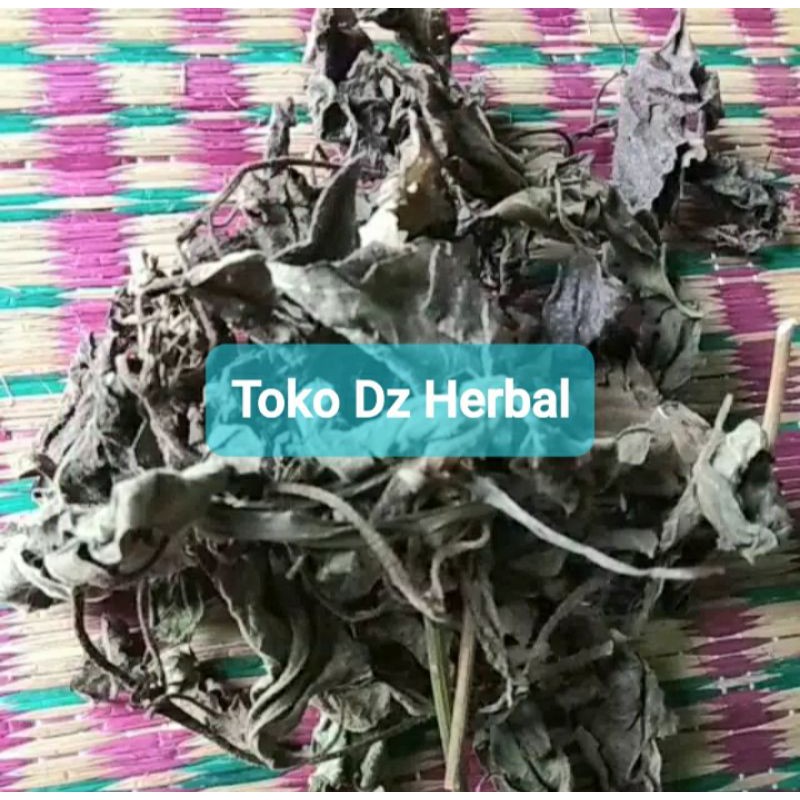 

Hemat 250 gram daun kopasanda daun kirinyuh kering-az