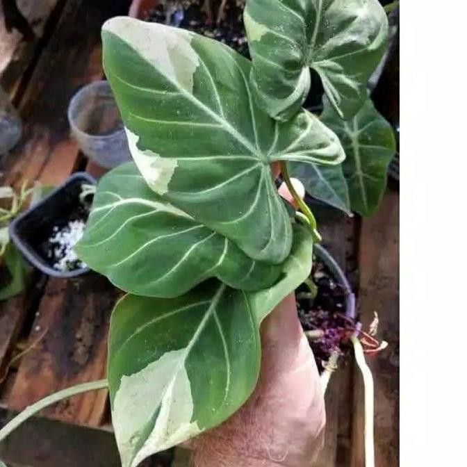 ◌ bonggol philodendron gloriosum variegata ♜