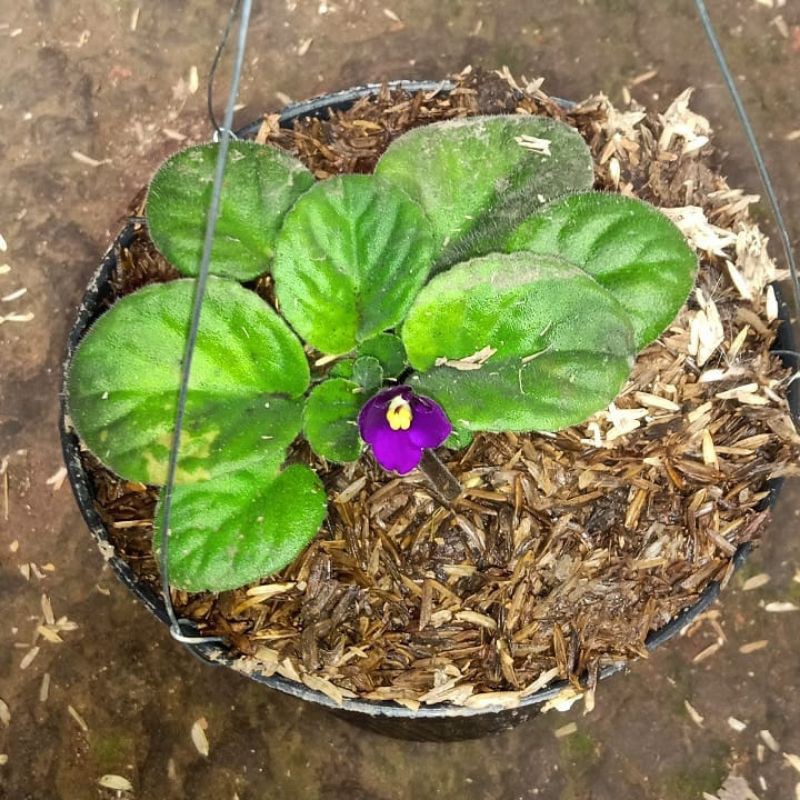 BUNGA GANTUNG VIOLCES