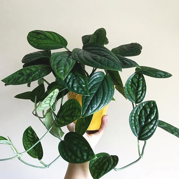 Monstera Karstenianum Tanaman Hias Pot Indoor Gantung Shopee Indonesia