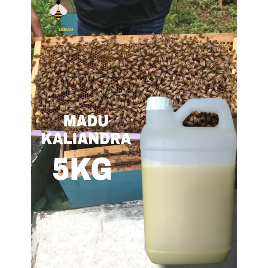 

Madu Asli Nektar Bunga Kaliandra Murni 5 Kg Heraproject456