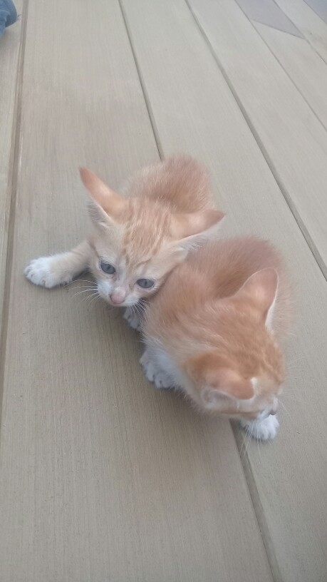 Clean Out / Co / Tutup Septictank 3inch Kuningan Tebal