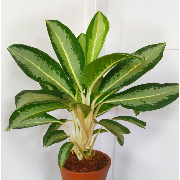 tanaman hias bunga aglonema silver sri rejeki