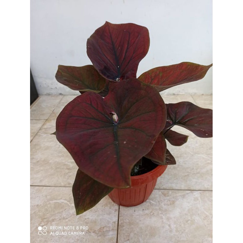 caladium H51 / keladi  import Hybrid H51