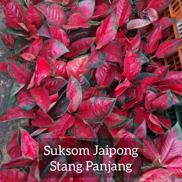 Aglonema Suksom Jaipong Stang Panjang - Tanaman Hias Aglaonema