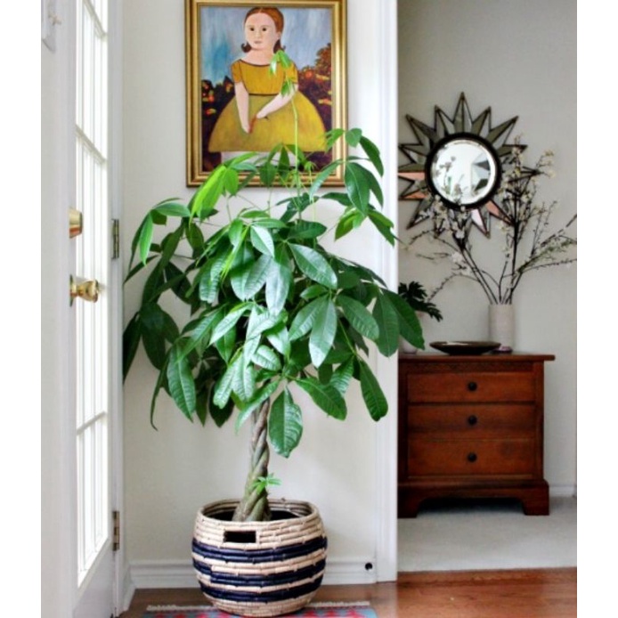 Tanaman hias pacira kepang 9/tanaman pacira/tanaman hoki