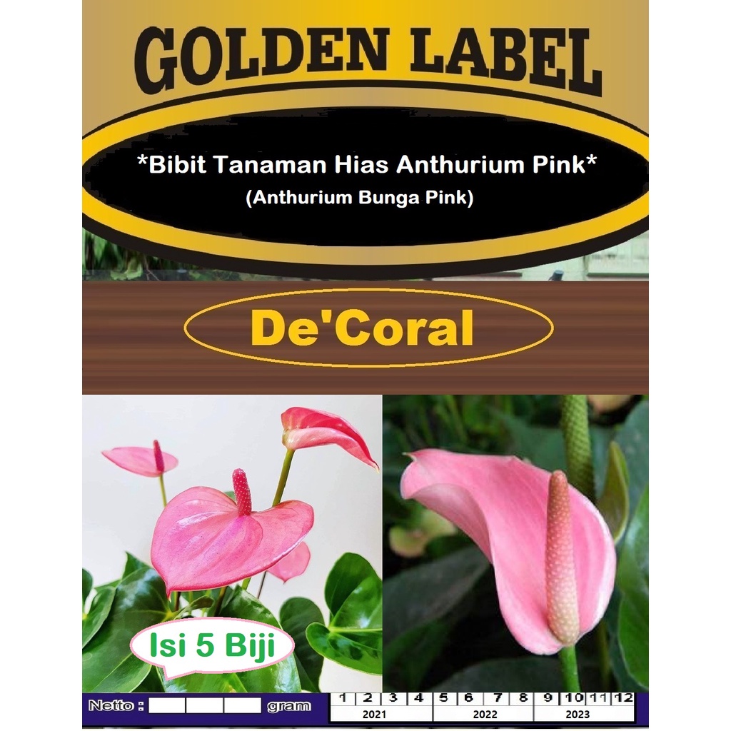 Bibit Tanaman Hias Anthurium Pink | Benih Anthurium Bunga Pink