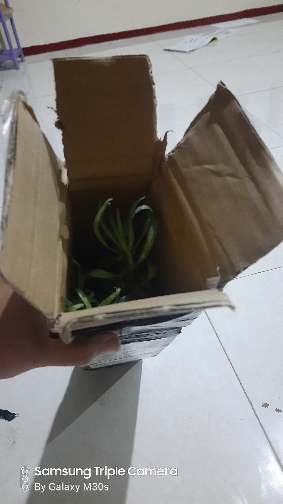 Tanaman Sirih Gading Lemon / Sirih Gading Love