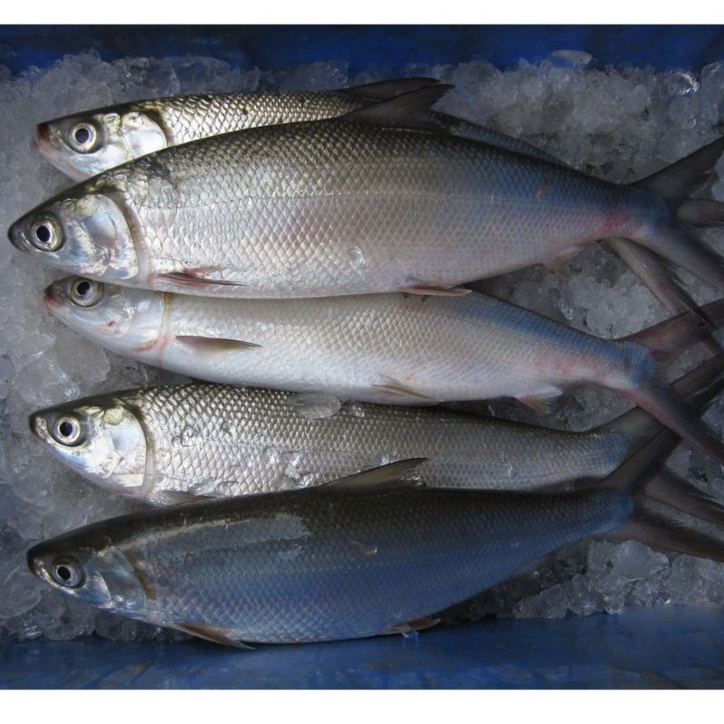 

Ikan Bandeng Fresh