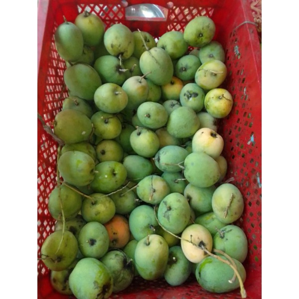 

Mangga Gedong Asli Indramayu