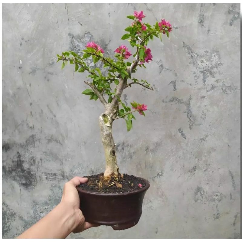 Bonsai Bougenvile Singapore Ori (Bukan Okulasi) | Bonsai Bugenvil Singapur
