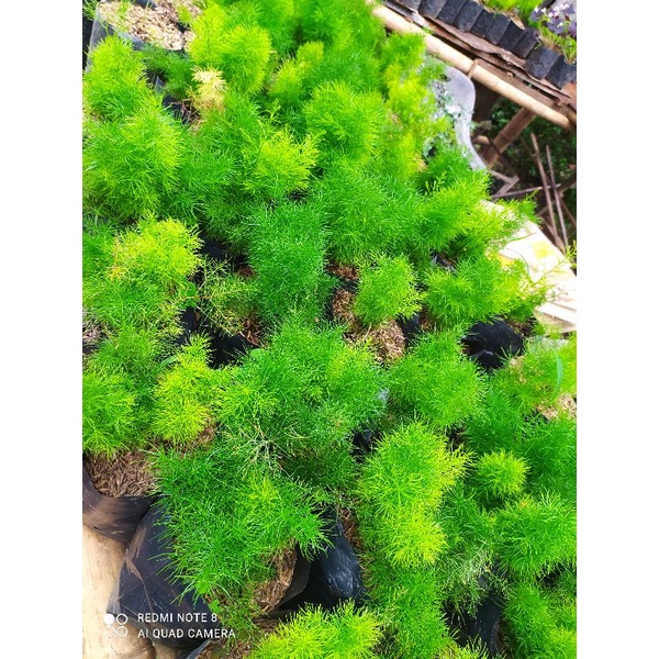 Tanaman Hias Asparagus