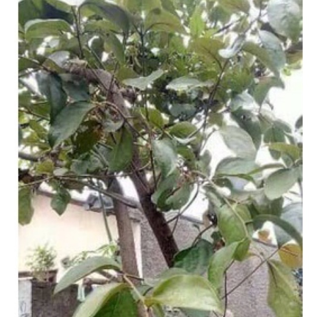 benalu jeruk bali mini 1kg