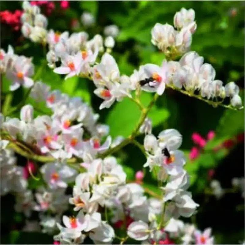 TermurahBiji bunga amp putih dan pink 130 biji