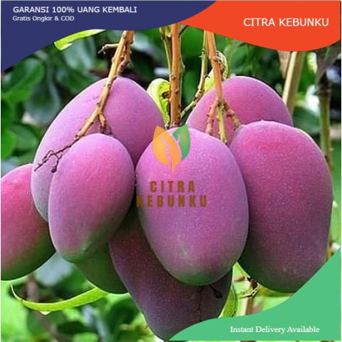 Bibit Buah Mangga Irwin Mangga Ungu Hasil Okulasi Siap Berbunga