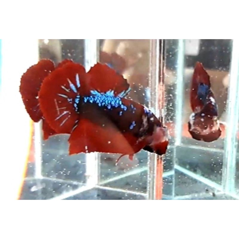 Ikan Cupang Nemo Avatar (Nice Color)