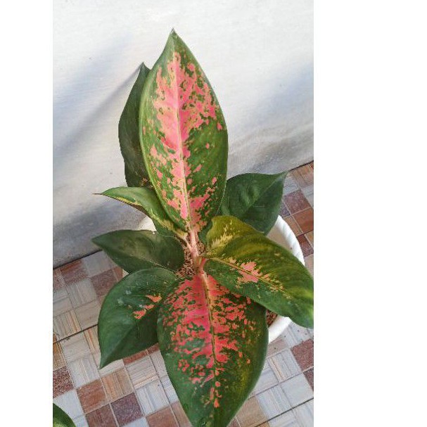 AGLONEMA RED KOCHIN PARAMURAY DEWASA