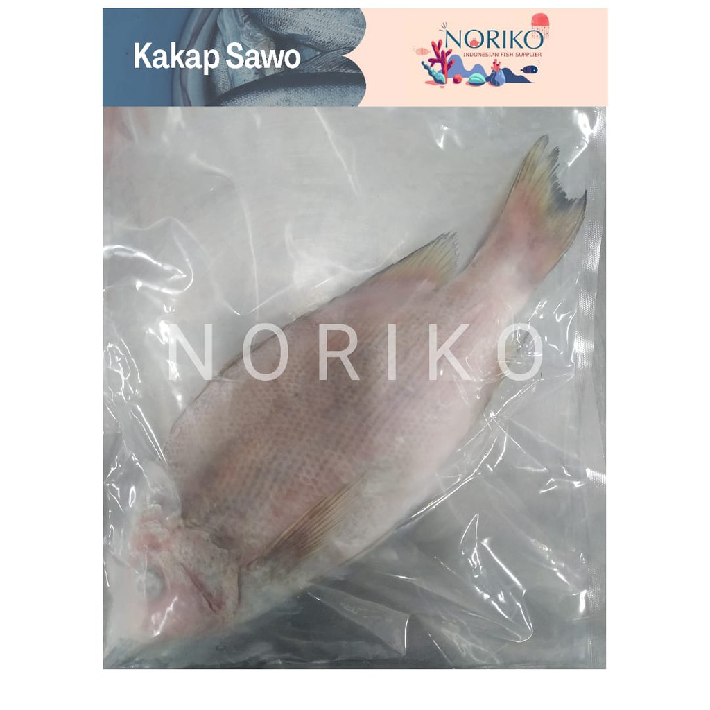 

Ikan Kakap Sawo Frozen Premium 1 Kg