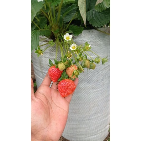 bibit strawberry mencir kondisi berbuah