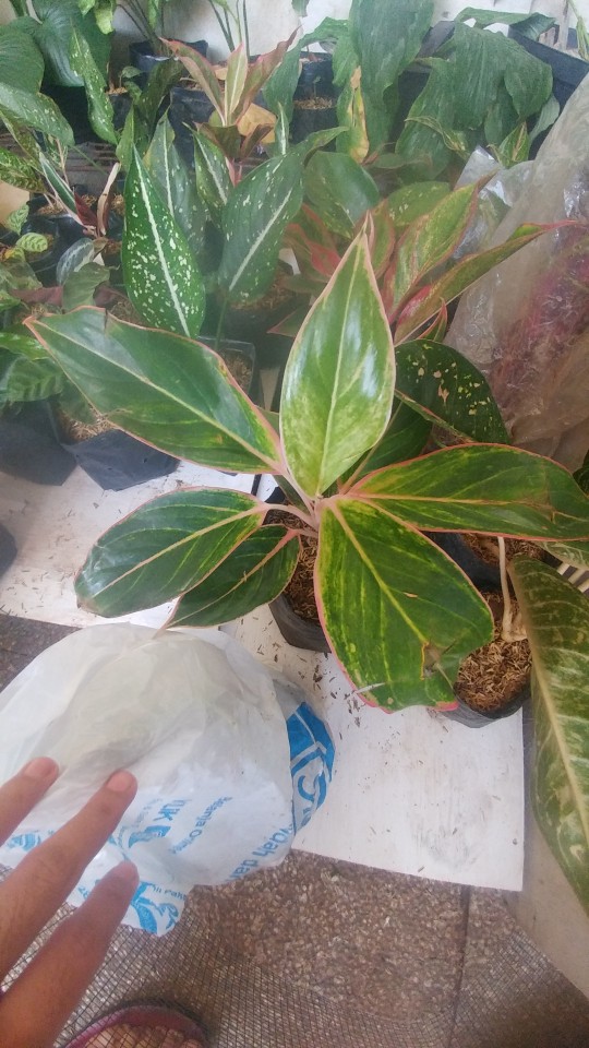 Tanaman Aglaonema Lipstik Pink/ Lipstik Kelasik